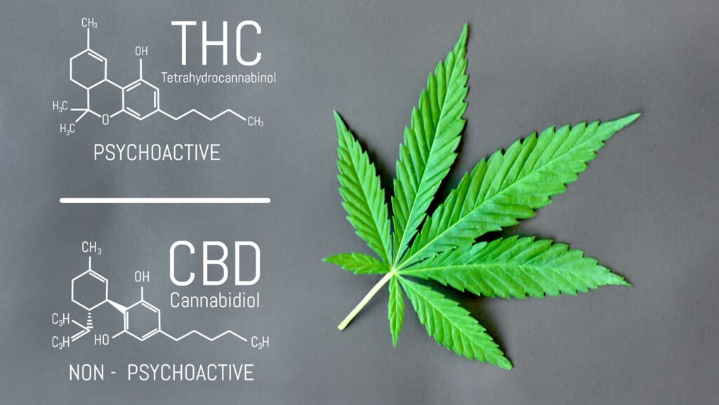 CBD vs. THC Cannabis Formula. Structural model of cannabidiol and tetrahydrocannabinol molecule. Medicinal hemp CBD oil. Medical marijuana, despancery business, cannabinoids and health