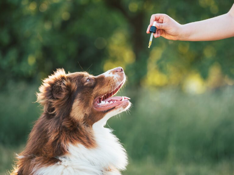 The Best CBD for Dogs: A Guide to Keeping Your Pup Happy and Healthy
